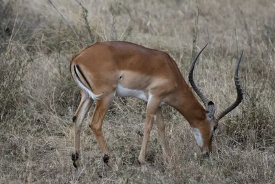 DSC_3687 (Large).JPG